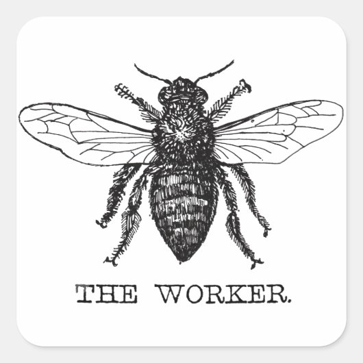 Honing Zwarte Hommels Arbeiderbij Vierkante Sticker (Voorkant)