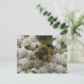Honingbij en bloemen Briefkaart (Staand voorkant)