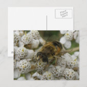 Honingbij en bloemen Briefkaart (Voorkant / Achterkant)