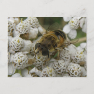 Honingbij en bloemen Briefkaart
