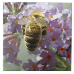 Honingbij en Buddleia Flowers Tegel Tegeltje