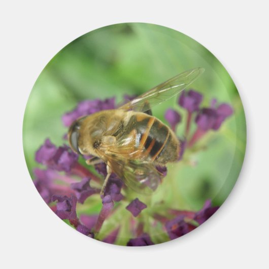 Honingbij en paarse bloemen Magnet (Voorkant)