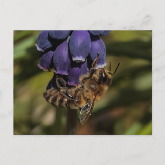Honingbij geniet van een donkerblauwe bloem briefkaart