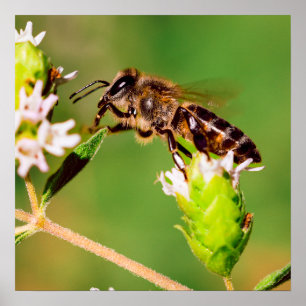 Honingbij in actie poster