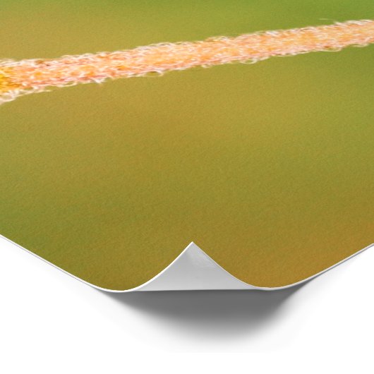 Honingbij in actie poster (Hoek)