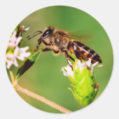 Honingbij in actie ronde sticker (Voorkant)