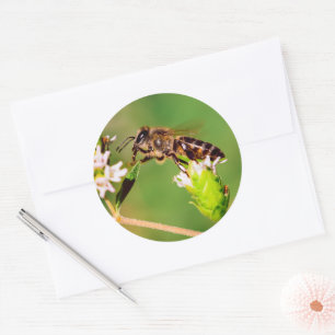 Honingbij in actie ronde sticker