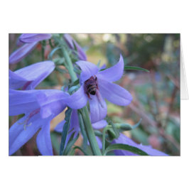 Honingbij in Harebell