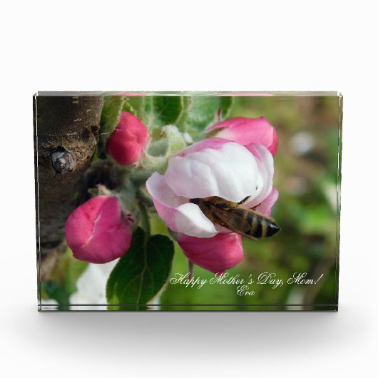 Honingbij in Roze Appelbloesem | Aangepaste FotoBl Fotoblokken (Voorkant)
