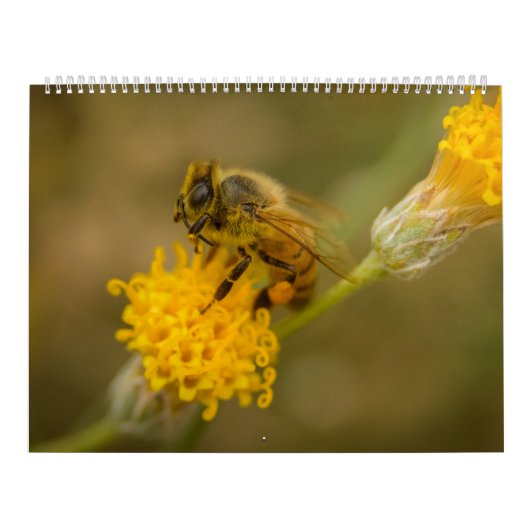 Honingbij Kalender (Hoes)