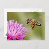 Honingbij landt op een melkdichte bloem briefkaart (Voorkant / Achterkant)