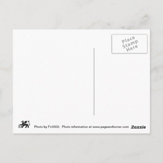 Honingbij landt op een melkdichte bloem briefkaart (Achterkant)