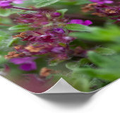 Honingbij Oogst Nectar Poster (Hoek)
