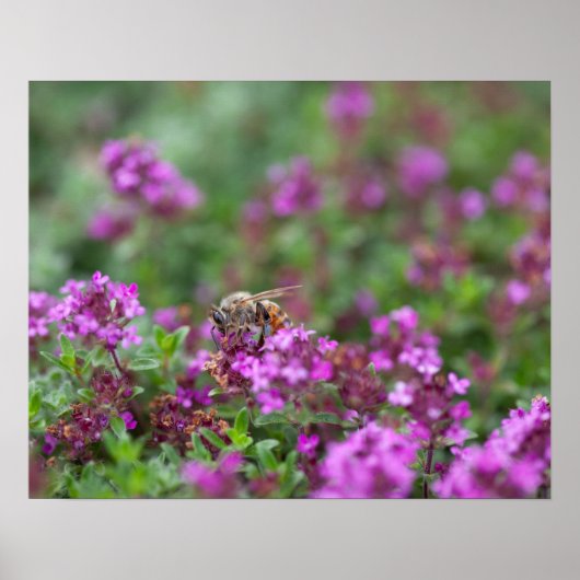 Honingbij Oogst Nectar Poster (Voorkant)