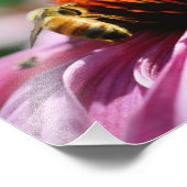 Honingbij op Coneflower Close Up 8x10 Foto Afdruk (Hoek)