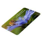 Honingbij op de bloeiende Radicchio-bloem Magneet (Linkerzijde)