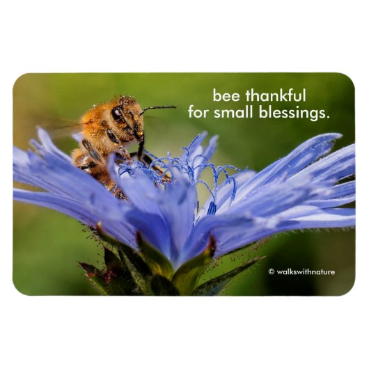 Honingbij op de bloeiende Radicchio-bloem Magneet (Horizontaal)