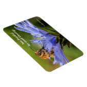 Honingbij op de bloeiende Radicchio-bloem Magneet (Rechterzijde)