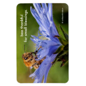 Honingbij op de bloeiende Radicchio-bloem Magneet (Verticaal)