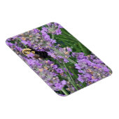 Honingbij op de Lavendel Magneet (Rechterzijde)