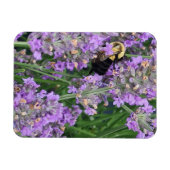 Honingbij op de Lavendel Magneet (Horizontaal)