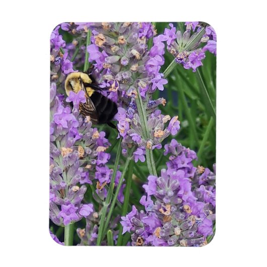 Honingbij op de Lavendel Magneet (Verticaal)