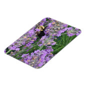 Honingbij op de Lavendel Magneet (Linkerzijde)