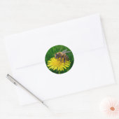 Honingbij op een gele paardenbloem ronde sticker (Envelop)