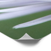 Honingbij op een witte bloem poster (Hoek)