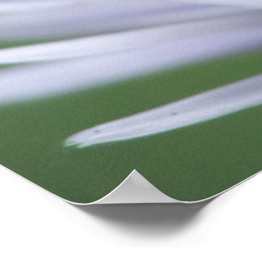 Honingbij op een witte bloem poster (Hoek)