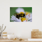 Honingbij op een witte bloem poster (Keuken)