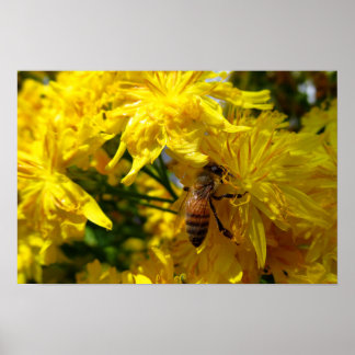 Honingbij Op Gele Bloemen Foto Afdruk Poster