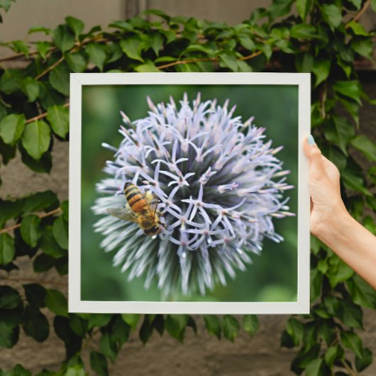 Honingbij op Kogelbloem Bloem Foto Afdruk