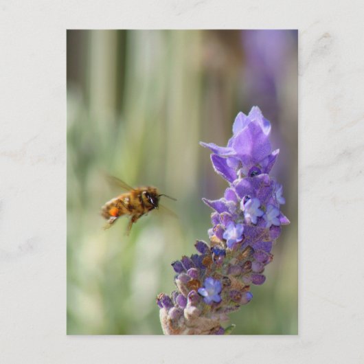 Honingbij op Lavender Briefkaart (Voorkant)