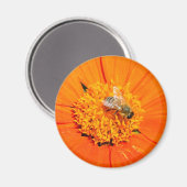honingbij op oranje magneet (Voorkant / Achterkant)