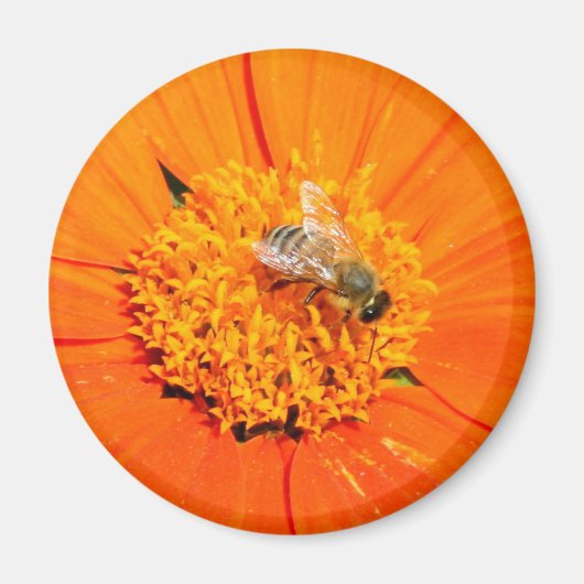 honingbij op oranje magneet (Voorkant)
