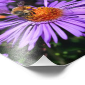 Honingbij op Paarse Aster Flower 8x8 Foto Afdruk (Hoek)