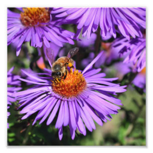Honingbij op Paarse Aster Flower 8x8 Foto Afdruk