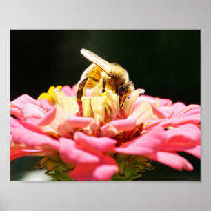 Honingbij op Pink Zinnia Flower Natuur Fotografie Poster