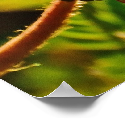 Honingbij op poederbladerbloem, citaat van Ingerso Poster (Hoek)