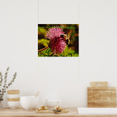 Honingbij op poederbladerbloem, citaat van Ingerso Poster (Keuken)