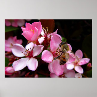 Honingbij Op Roze Bloemen Foto Afdruk Poster