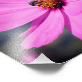 Honingbij op Roze Kosmos Bloem Close Up 8x8 Foto Afdruk (Hoek)