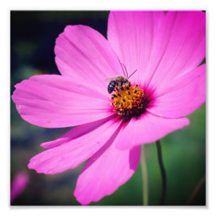 Honingbij op Roze Kosmos Bloem Close Up 8x8 Foto Afdruk
