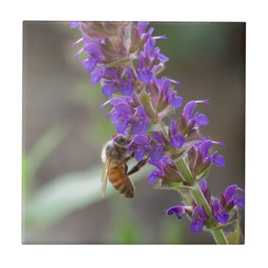 Honingbij op Salvia Tegeltje (Voorkant)