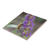 Honingbij op Salvia Tegeltje (Zijkant)