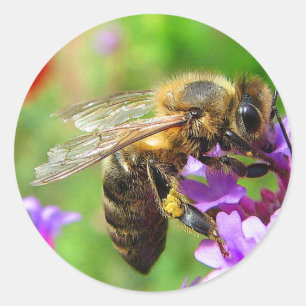 Honingbij op Verbena Ronde Sticker