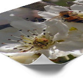 Honingbij Poster (Hoek)