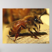 Honingbij Poster (Voorkant)