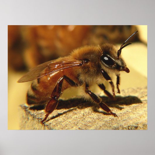 Honingbij Poster (Voorkant)